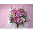 東京都大田区秀花園の花　エンジェル